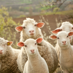 Elanco Animal Health Incorporated (NYSE:ELAN) Q2 2023 Earnings Call Transcript - Yahoo Finance