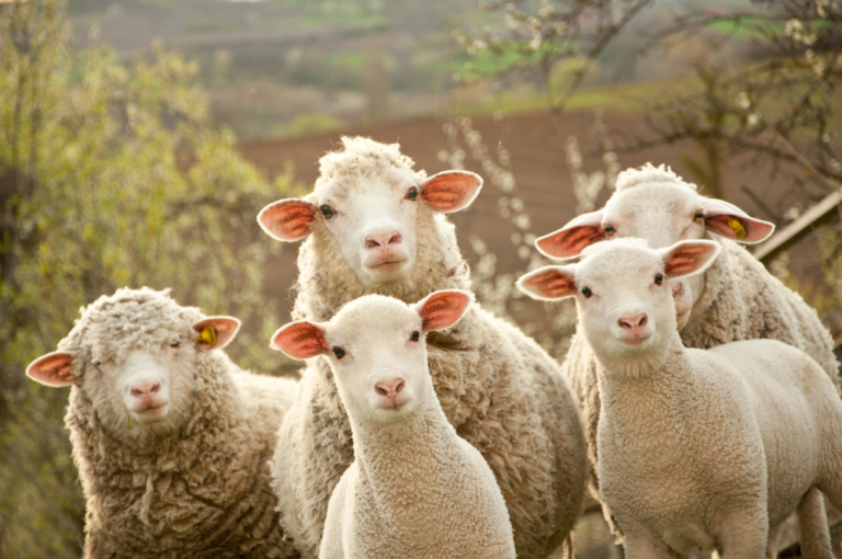 Elanco Animal Health Incorporated (NYSE:ELAN) Q2 2023 Earnings Call Transcript - Yahoo Finance