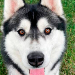 Free online services helps people find new homes for their pets – Kent Reporter