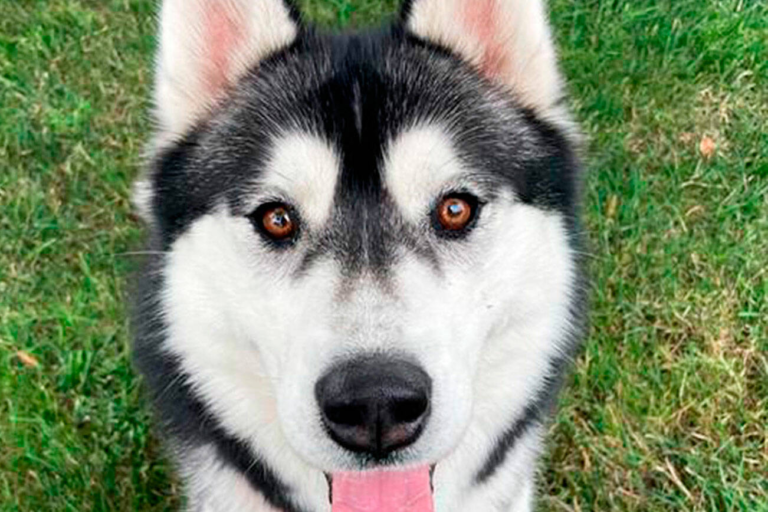 Free online services helps people find new homes for their pets - Kent Reporter