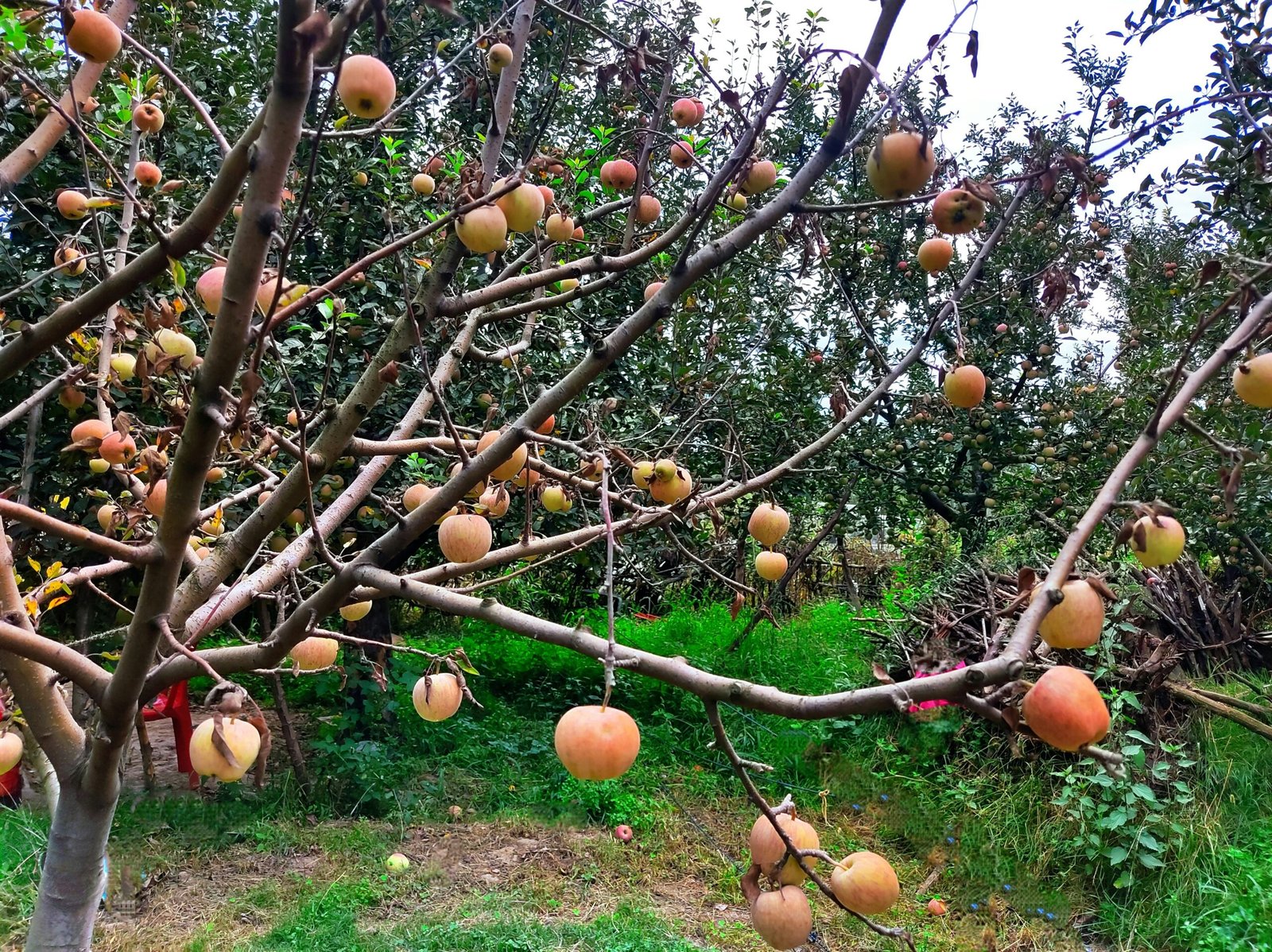 a bunch of fruit hanging from a tree