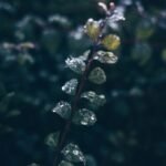 water drops on green leafed plant